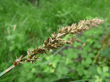 Épis regroupés en panicules denses et allongées (de 5 à 20 cm). On notera que les épis mâles sont positionnés en haut et que la fleur comporte 2 stigmates. Agrandir dans une nouvelle fenêtre (ou onglet)